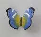 Preview: Schmetterling blau / gelb