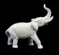 Preview: Elefant