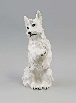 Terrier weiß