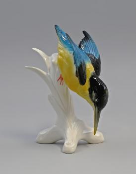 blaugelber Eisvogel Stürzer