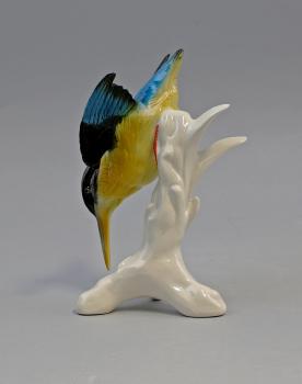 blaugelber Eisvogel Stürzer
