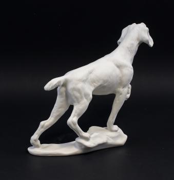Jagdhund weiß