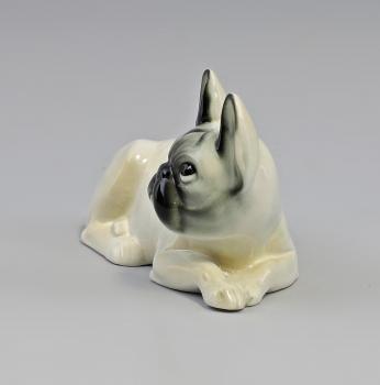 Franz. Bulldogge hellbeige