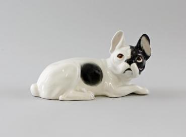 Französische Bulldogge schwarz / weiß