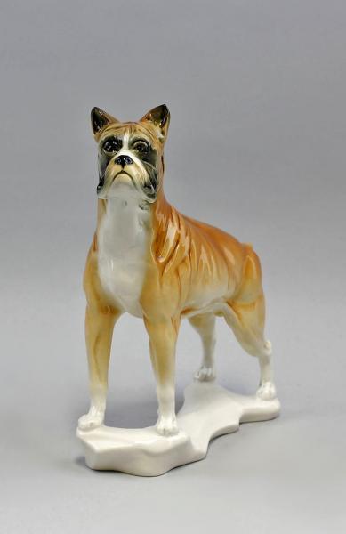 Hund Boxer
