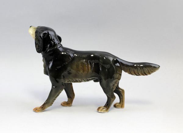 Hund Setter