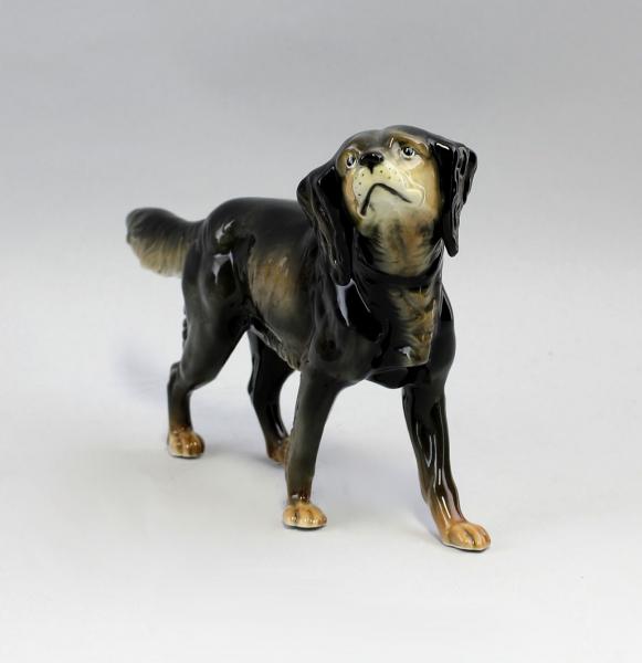 Hund Setter