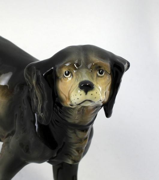 Hund Setter