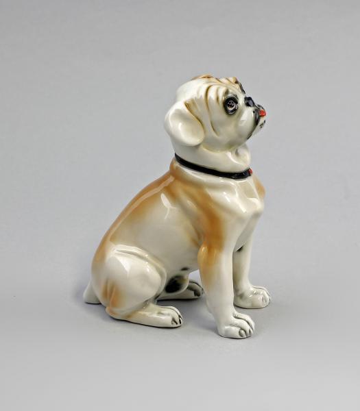 kleine Bulldogge hellbraun gefleckt