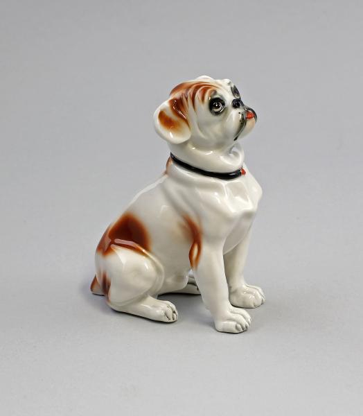 kleine Bulldogge rotbraun gefleckt