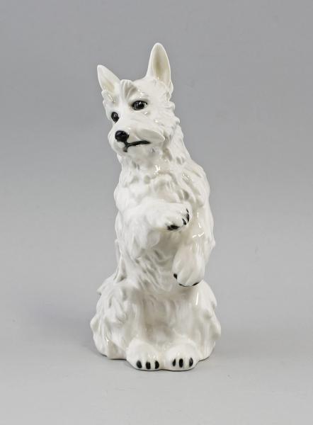 Terrier weiß