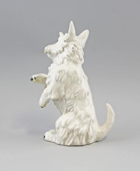 Terrier weiß