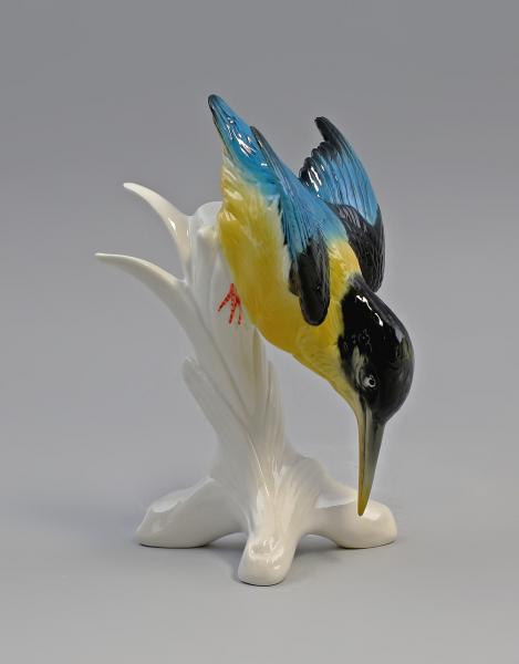 blaugelber Eisvogel Stürzer