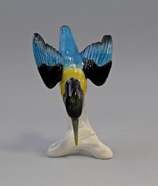 blaugelber Eisvogel Stürzer