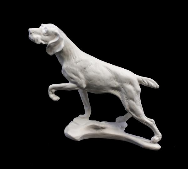 Jagdhund weiß