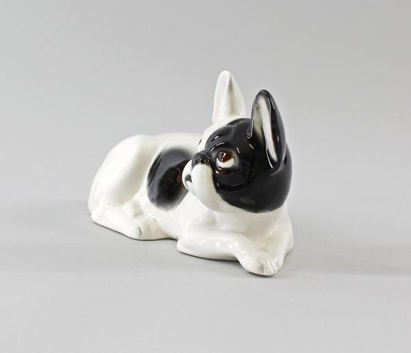 Französische Bulldogge schwarz / weiß