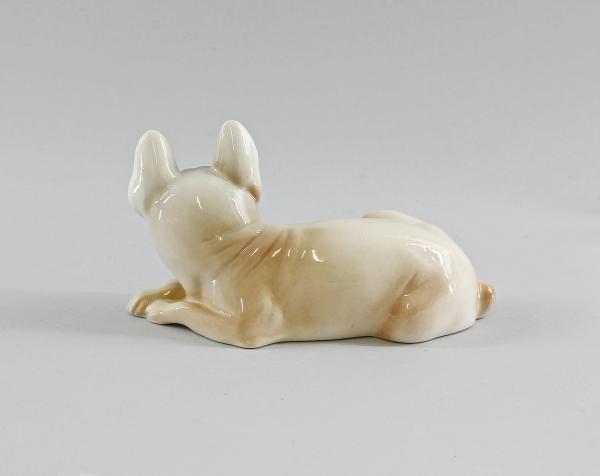 Franz. Bulldogge beige